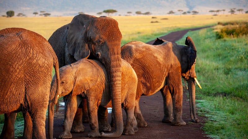 Elephant in nature